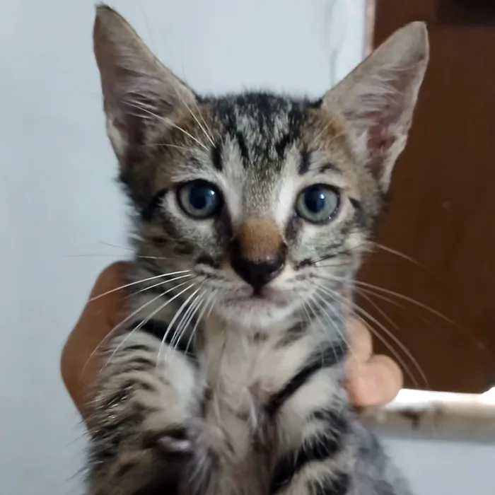 Gato raça SRD-ViraLata idade 2 a 6 meses nome Melody 