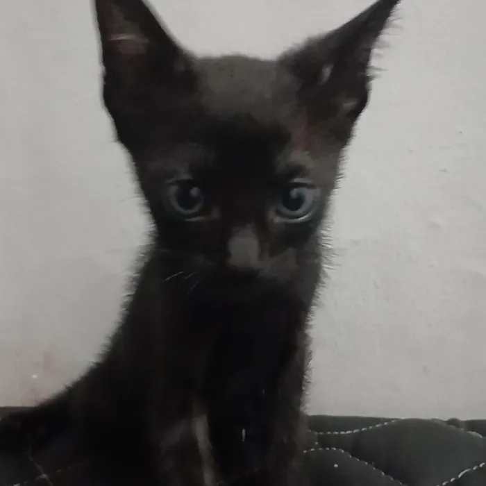 Gato raça SRD-ViraLata idade 2 a 6 meses nome Sasha