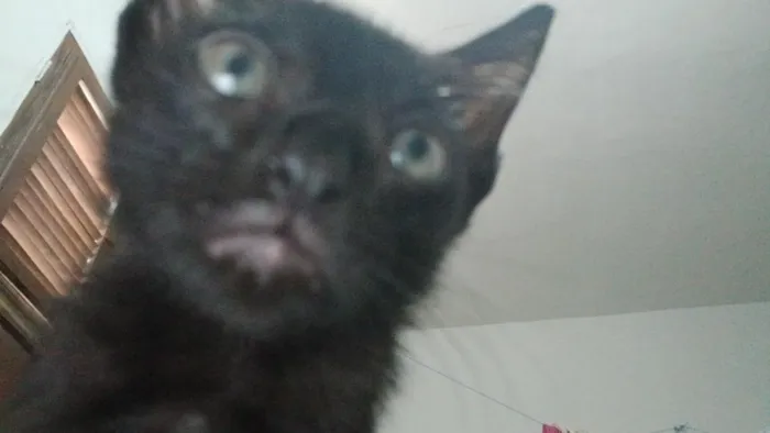 Gato raça SRD-ViraLata idade 2 a 6 meses nome Sasha