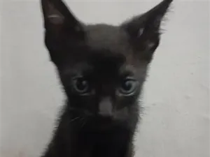 Gato raça SRD-ViraLata idade 2 a 6 meses nome Sasha