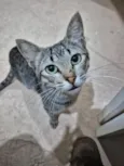Gato