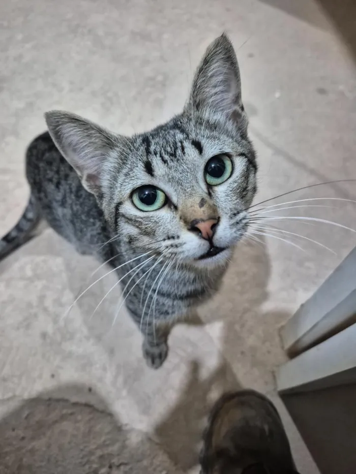 Gato raça SRD-ViraLata idade 2 a 6 meses nome Gato