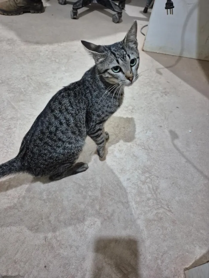 Gato raça SRD-ViraLata idade 2 a 6 meses nome Gato