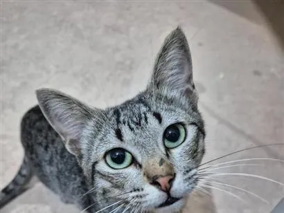 Gato raça SRD-ViraLata idade 2 a 6 meses nome Gato