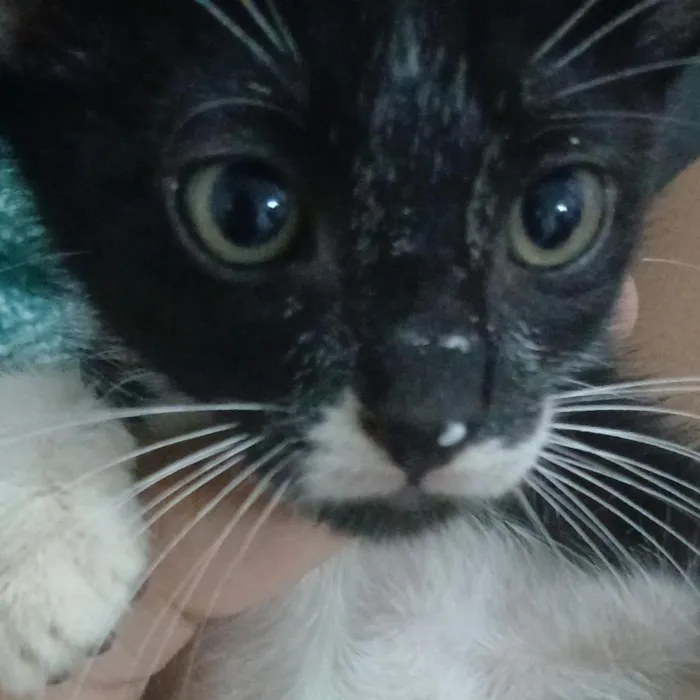 Gato raça SRD-ViraLata idade 2 a 6 meses nome Botinhas
