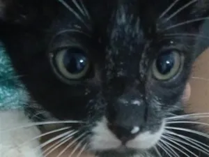 Gato raça SRD-ViraLata idade 2 a 6 meses nome Botinhas