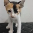 Mel
