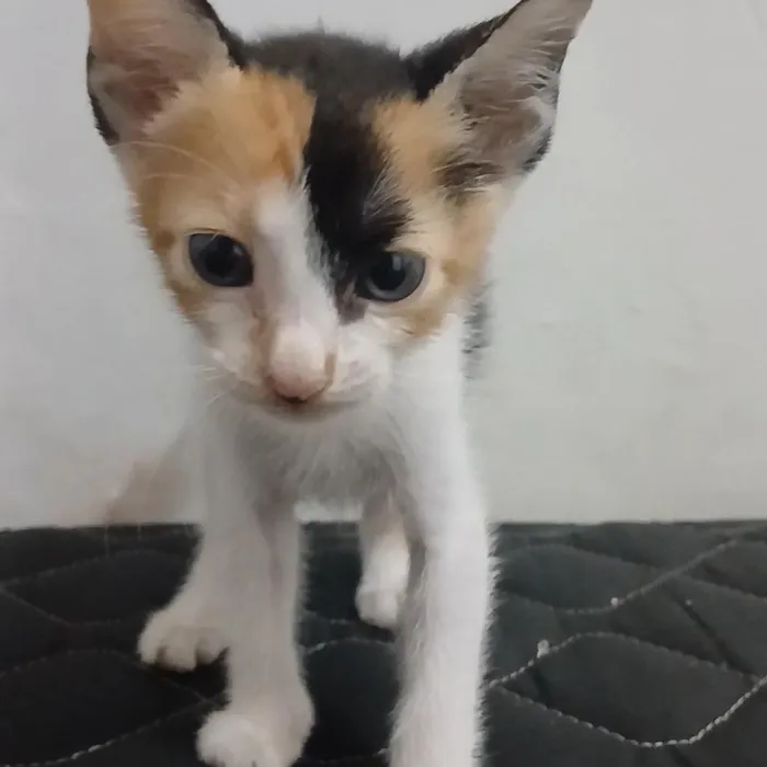 Gato raça SRD-ViraLata idade 2 a 6 meses nome Mel