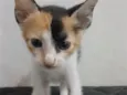 Mel