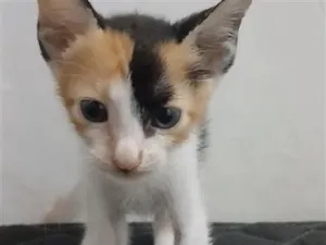 Gato raça SRD-ViraLata idade 2 a 6 meses nome Mel