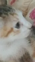 Kirara