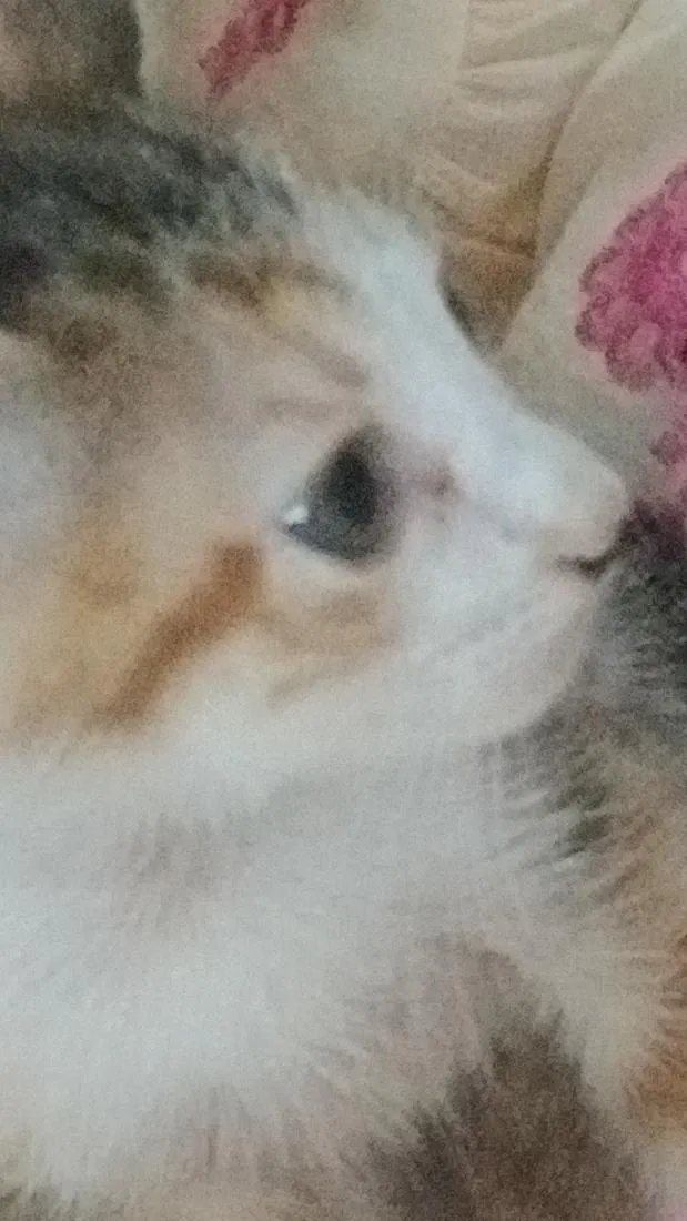 Gato raça SRD-ViraLata idade 2 a 6 meses nome Kirara