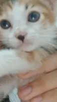 Kirara