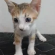 Kirara