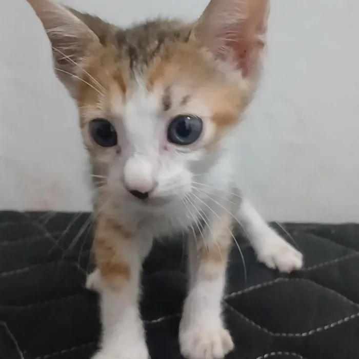 Gato raça SRD-ViraLata idade 2 a 6 meses nome Kirara