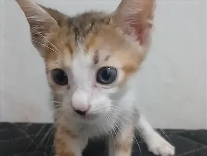 Gato raça SRD-ViraLata idade 2 a 6 meses nome Kirara