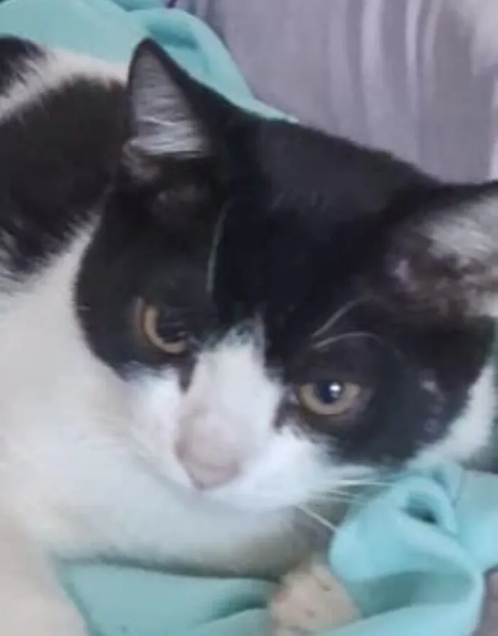Gato raça SRD-ViraLata idade 2 a 6 meses nome Otto 