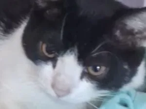 Gato raça SRD-ViraLata idade 2 a 6 meses nome Otto 