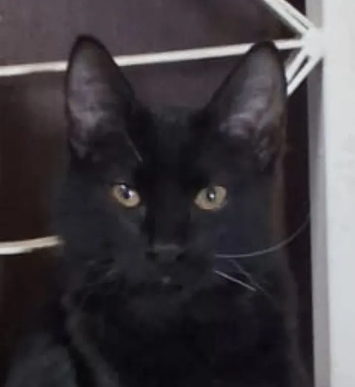 Gato raça SRD-ViraLata idade 2 a 6 meses nome Oreo 