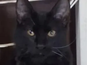 Gato raça SRD-ViraLata idade 2 a 6 meses nome Oreo 