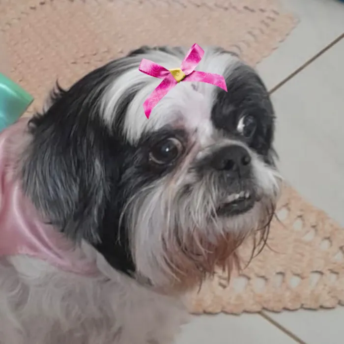 Cachorro raça Shitzu idade 1 ano nome Malu 