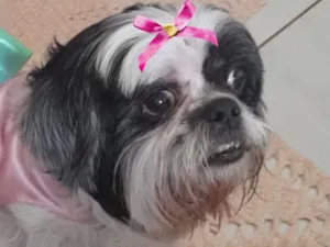 Cachorro raça Shitzu idade 1 ano nome Malu 