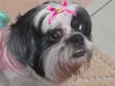 Malu