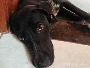 Cachorro raça SRD-ViraLata idade 2 anos nome Baruk