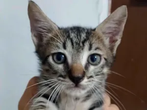 Gato raça SRD-ViraLata idade 2 a 6 meses nome Melody 