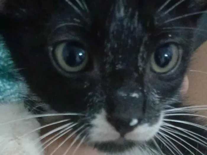 Gato raça SRD-ViraLata idade 2 a 6 meses nome Botinhas