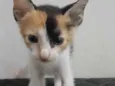 Mel