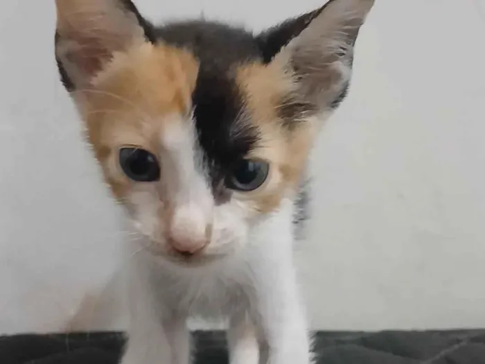 Gato raça SRD-ViraLata idade 2 a 6 meses nome Mel