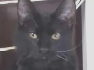 Gato raça SRD-ViraLata idade 2 a 6 meses nome Oreo 
