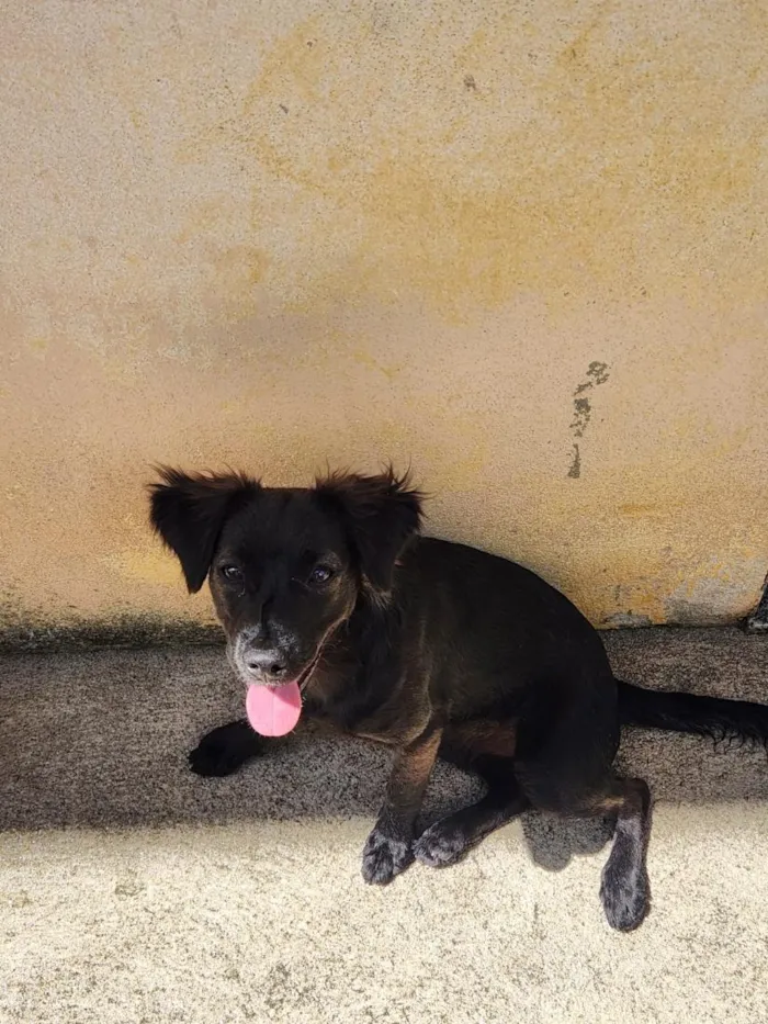 Cachorro raça SRD-ViraLata idade 7 a 11 meses nome Morango