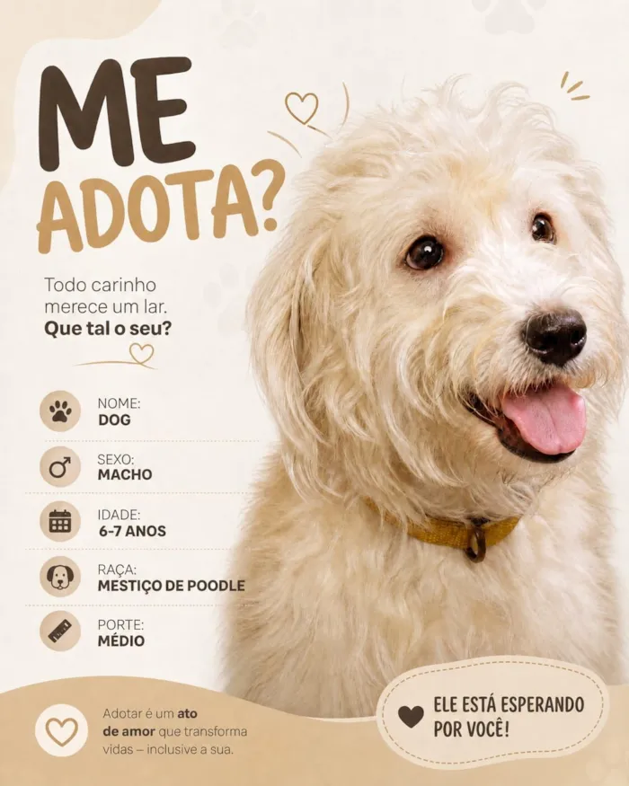Cachorro raça Poodle idade 6 ou mais anos nome Dog