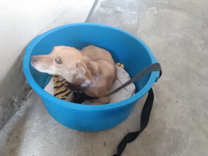 Cachorro raça Pinscher idade 6 ou mais anos nome BELO