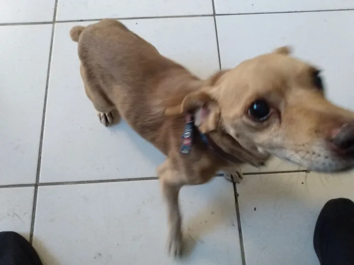 Cachorro raça Pinscher idade 6 ou mais anos nome BELO