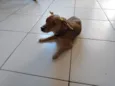 BELO