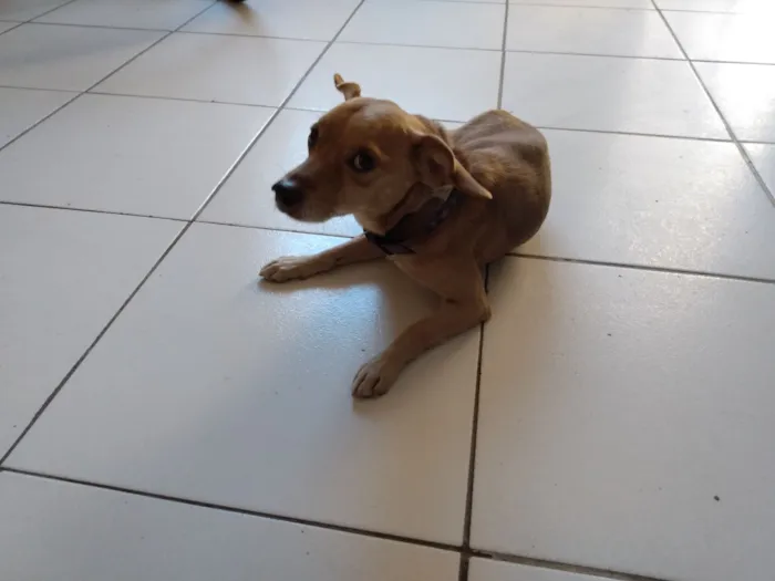 Cachorro raça Pinscher idade 6 ou mais anos nome BELO