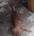 Lupita 