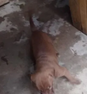 Cachorro raça Pit-Bull idade 2 a 6 meses nome Lupita 