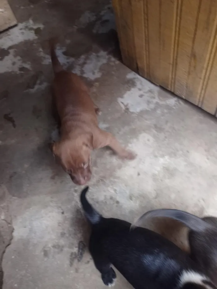 Cachorro raça Pit-Bull idade 2 a 6 meses nome Lupita 