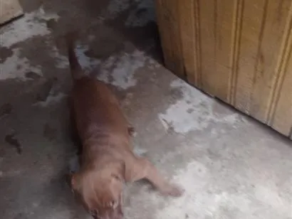 Cachorro raça Pit-Bull idade 2 a 6 meses nome Lupita 