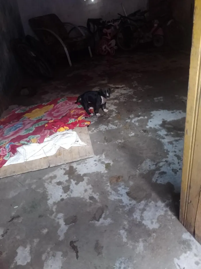 Cachorro raça Pit-Bull idade 2 a 6 meses nome 6 irmão 