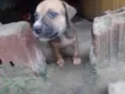 6 irmão 