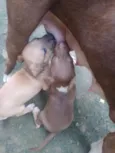 6 irmão 