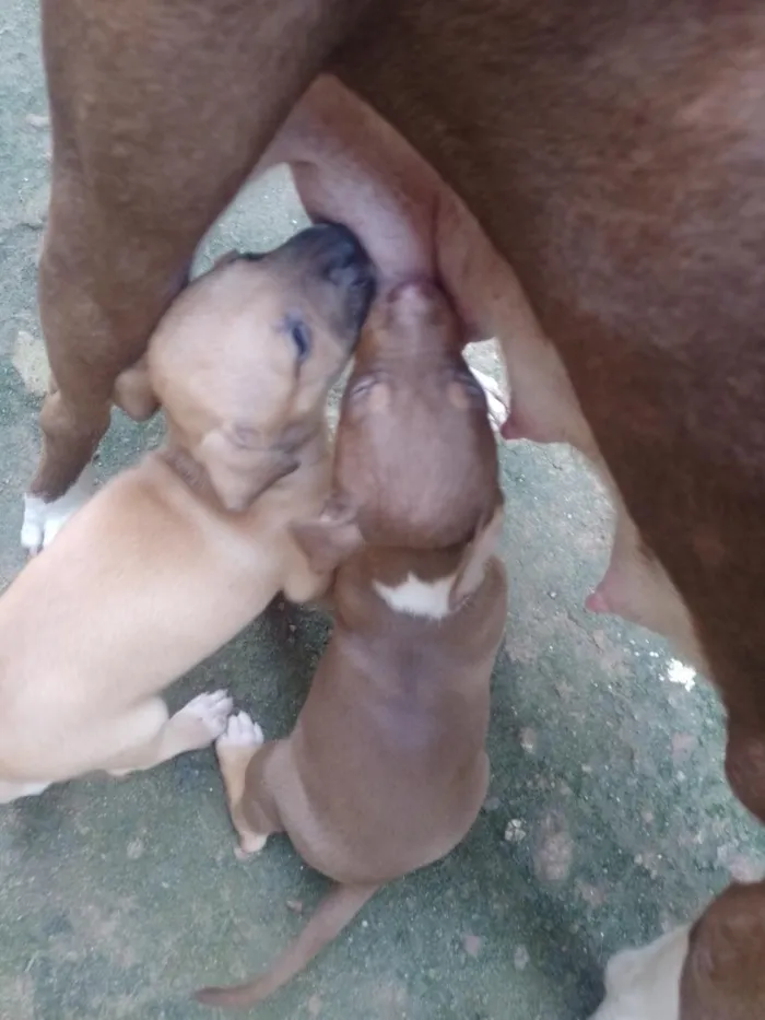 Cachorro raça Pit-Bull idade 2 a 6 meses nome 6 irmão 