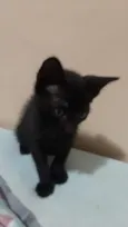Morceguinho