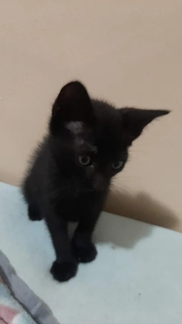 Gato raça SRD-ViraLata idade Abaixo de 2 meses nome Morceguinho