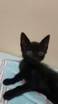Morceguinho
